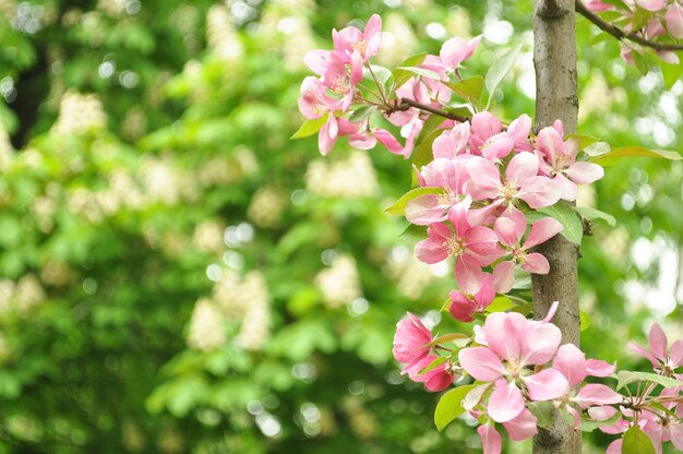 Flores de la primavera