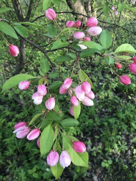 Flores de primavera