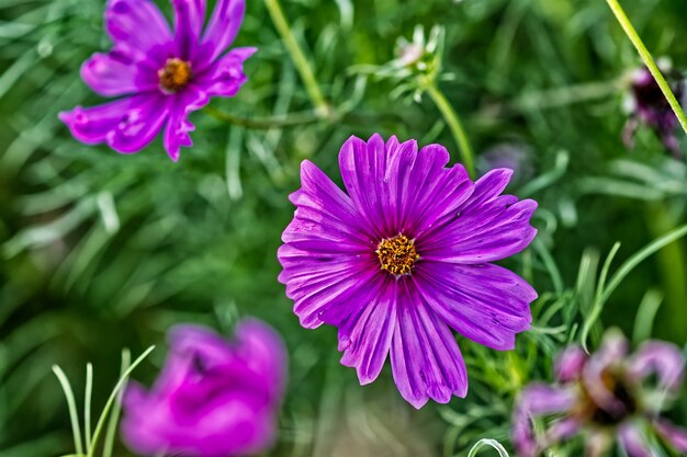 Flores púrpuras una al lado de la otra rodeadas de pasto verde