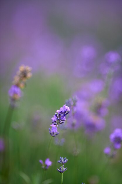 Flores púrpuras en campo floreciente de lavanda