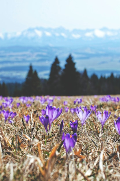 Foto gratuita flores púrpuras en un campo en montains