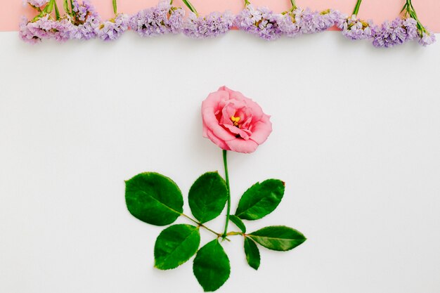 Flores púrpuras en una fila sobre hermosa flor rosa sobre fondo blanco