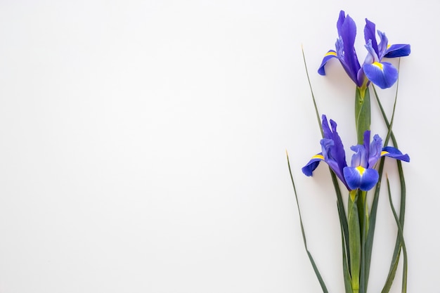 Foto gratuita flores púrpuras del iris en aislado en el fondo blanco