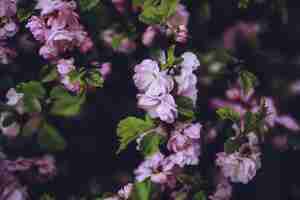 Foto gratuita flores en una rama