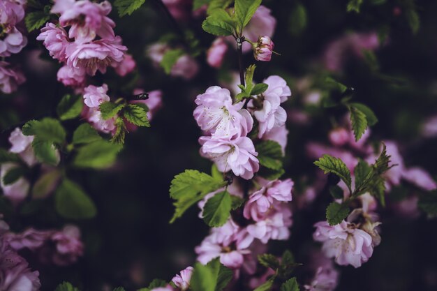 Flores en una rama