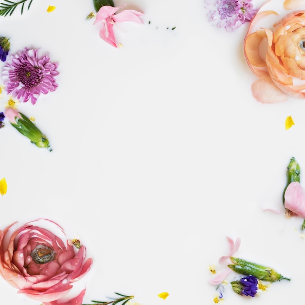 Flores de ranúnculo de colores en un baño de leche