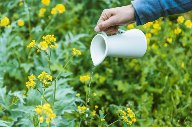 Flores de riego de la mano de cultivos