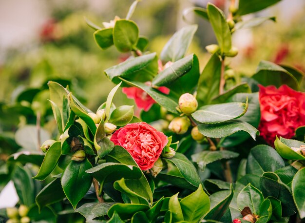 Flores rojas con brotes en arbol