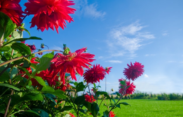 Flores rojas con un campo detrás