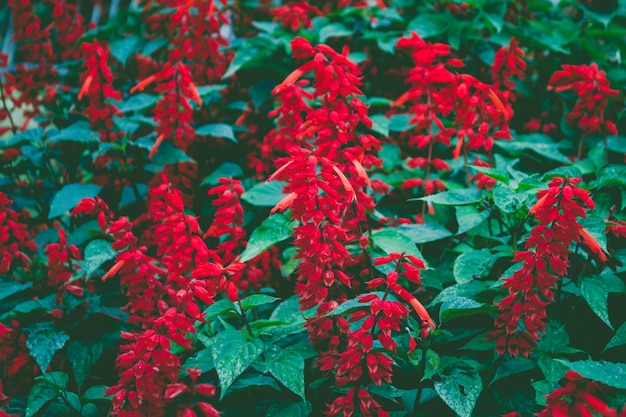 Flores rojas cerca de frente