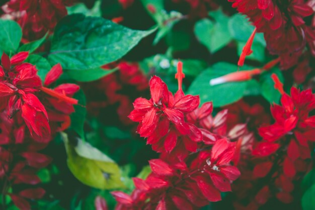 Flores rojas de cerca