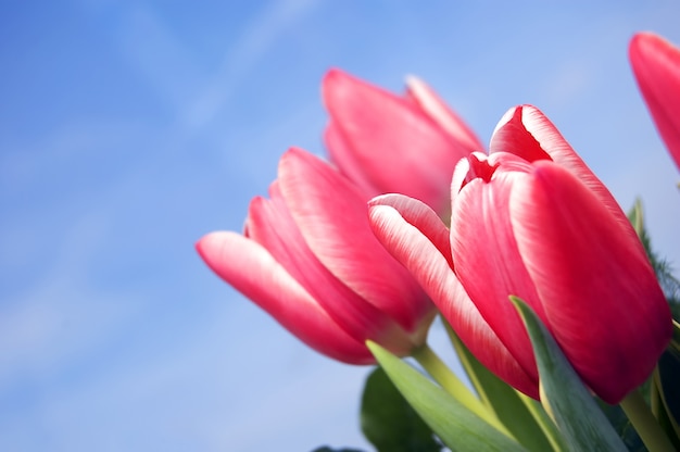 Flores rojas con el cielo de fondo