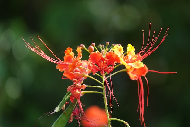 Flores rojas con el fondo desenfocado