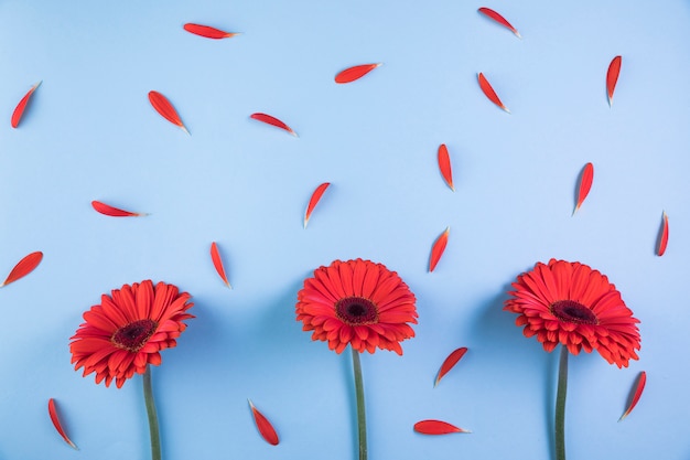 Flores rojas de gerbera con pétalos sobre fondo azul