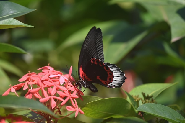 Flores rojas con una hermosa mariposa cola de golondrina escarlata.