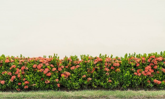 Flores rojas de Ixora