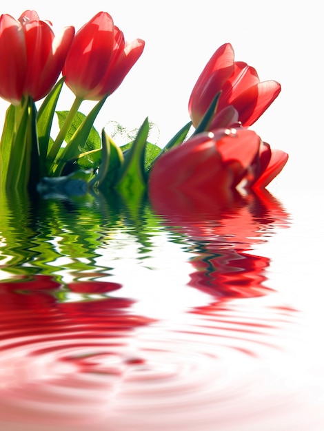Flores rojas metidas en agua