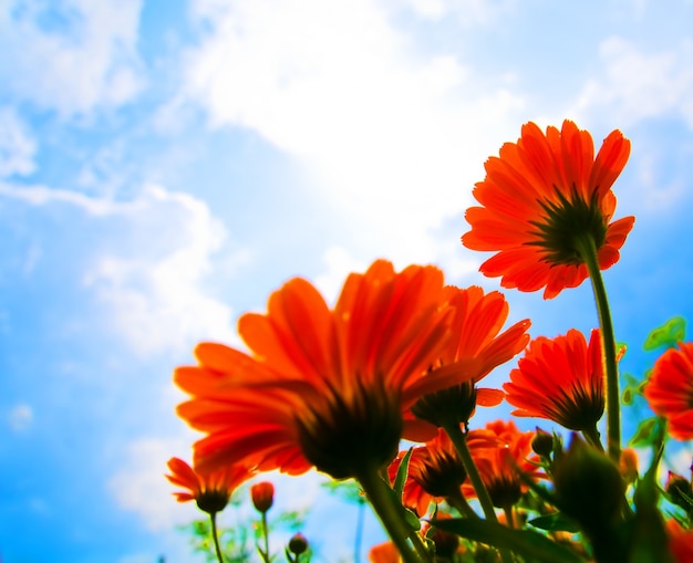 Flores rojas y nubes