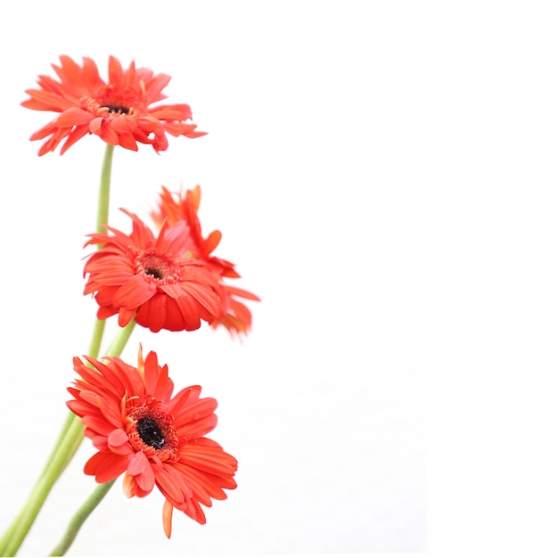 Foto gratuita flores rojas sobre fondo blanco para aniversario, cumpleaños, boda marco floral