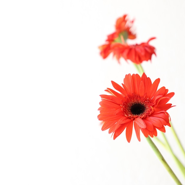 Foto gratuita flores rojas sobre fondo blanco para aniversario, cumpleaños, boda marco floral