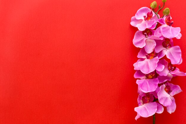 Flores rosadas frescas de la orquídea dispuestas en fondo rojo
