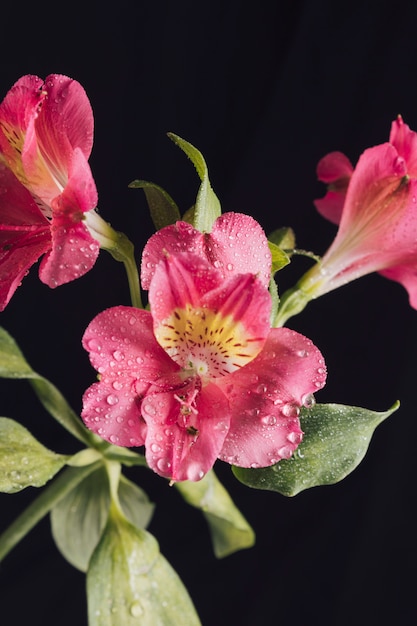 Foto gratuita flores rosadas frescas en rocío.