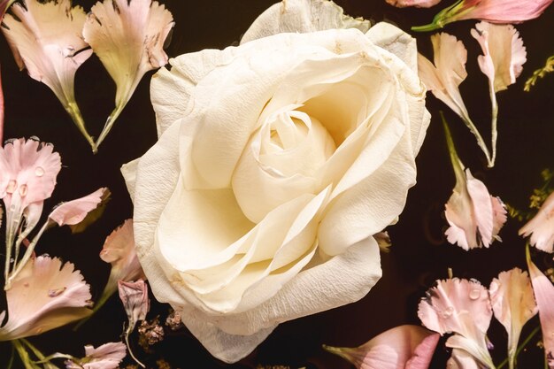 Flores rosadas en primer plano de agua negra