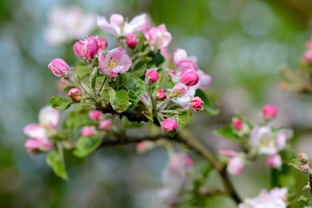 &quot;Flores rosadas suaves&quot;