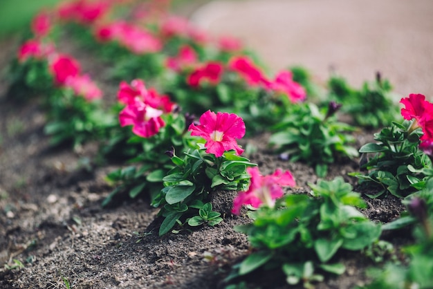 Flores rosadas