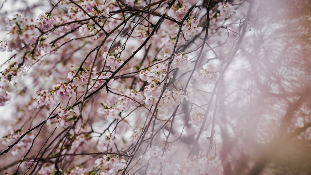 Flores rosadas