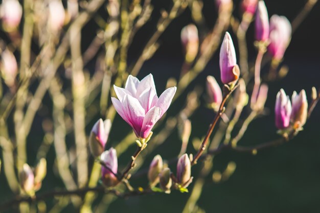 Flores rosas de cerca