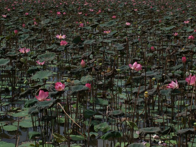 Flores rosas en un estánque con nenufares