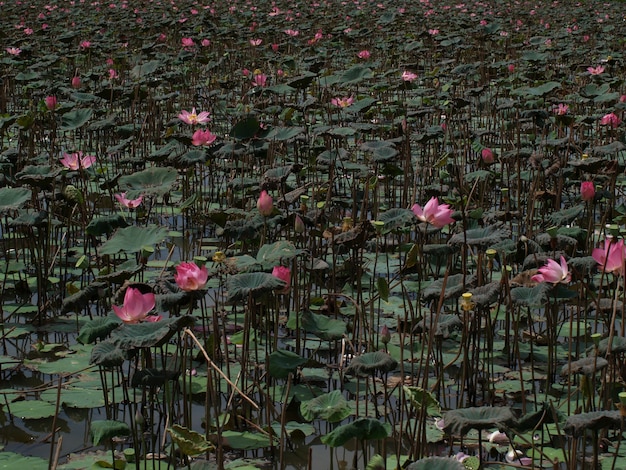 Flores rosas en un estánque con nenufares