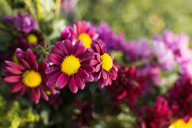 Flores rosas en el jardin