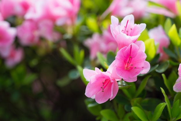 Flores rosas de la pradera