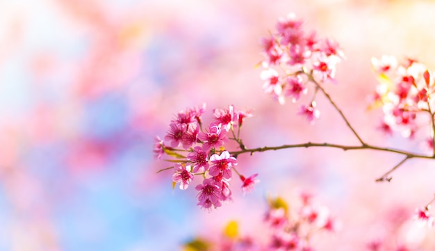 Flores rosas que nacen de una rama de un árbol