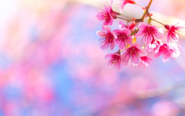 Flores rosas que nacen de una rama de un árbol