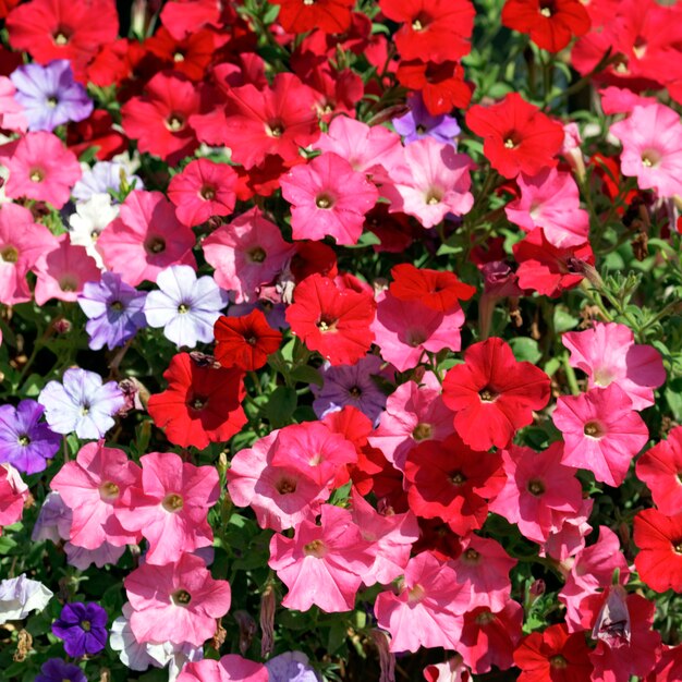 Flores rosas, rojas, blancas y violetas en el jardín bajo el sol