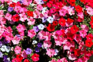 Foto gratuita flores rosas, rojas, blancas y violetas en el jardín
