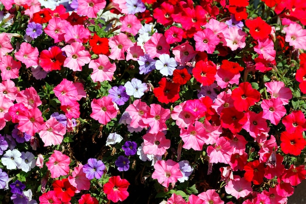 Flores rosas, rojas, blancas y violetas en el jardín