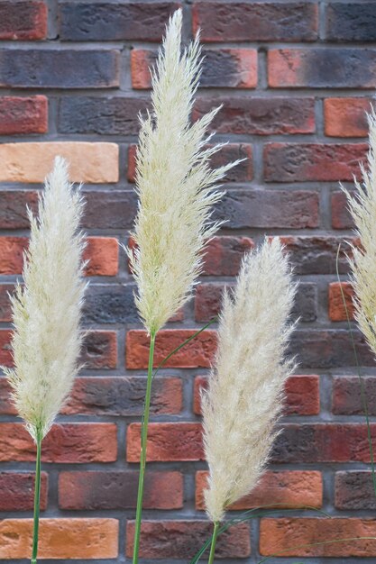 Flores secas y juncos esponjosos contra una pared de ladrillo rojo Panículas esponjosas de plantas ornamentales de hierba de pampa para la decoración del hogar espacio para una idea de texto para un artículo interior