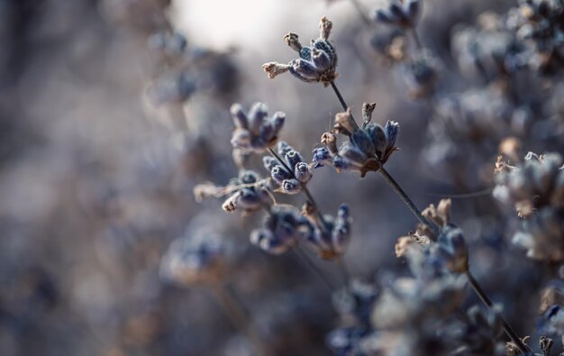 Flores secas de lavanda macro disparo fondo borroso