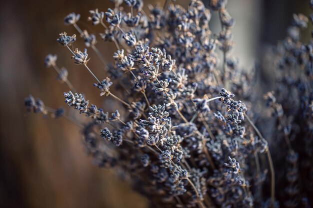 Flores secas de lavanda macro disparo fondo borroso