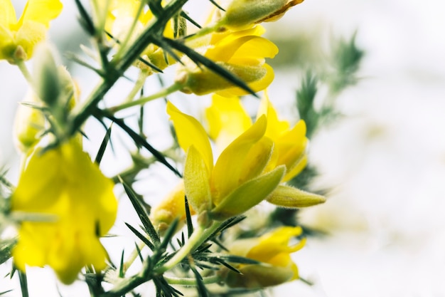 Flores silvestres frescas que florecen al aire libre