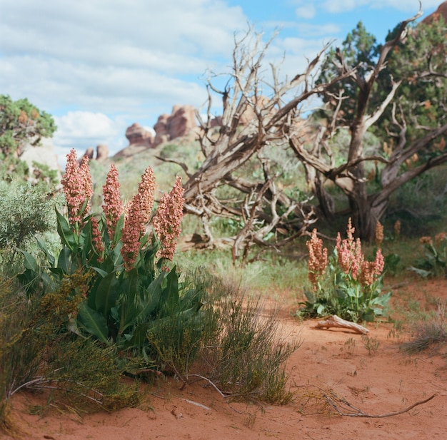 Foto gratuita flores silvestres y plantas secas que crecen en una zona desierta