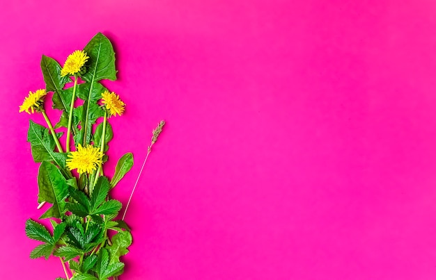 Flores silvestres de primavera sobre una superficie rosa