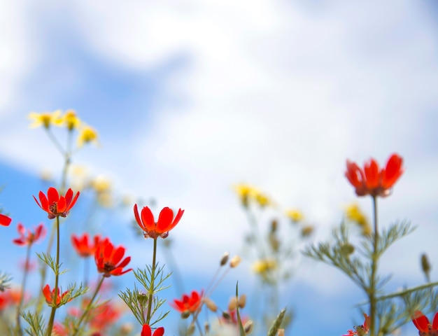 Flores silvestres rojas