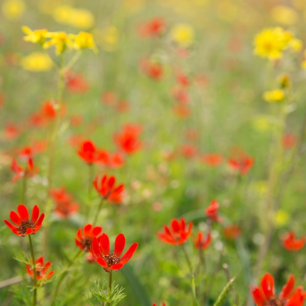 Flores silvestres rojas