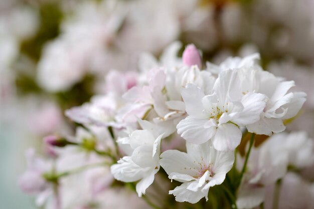 &quot;Flores suaves que crecen en la rama&quot;