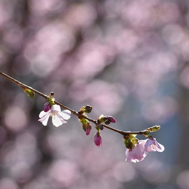 &quot;Flores suaves en la rama&quot;